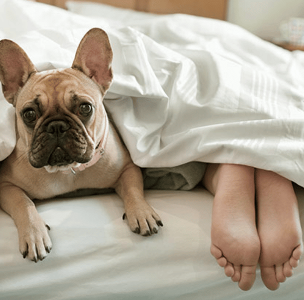 Better Sleep with Pets