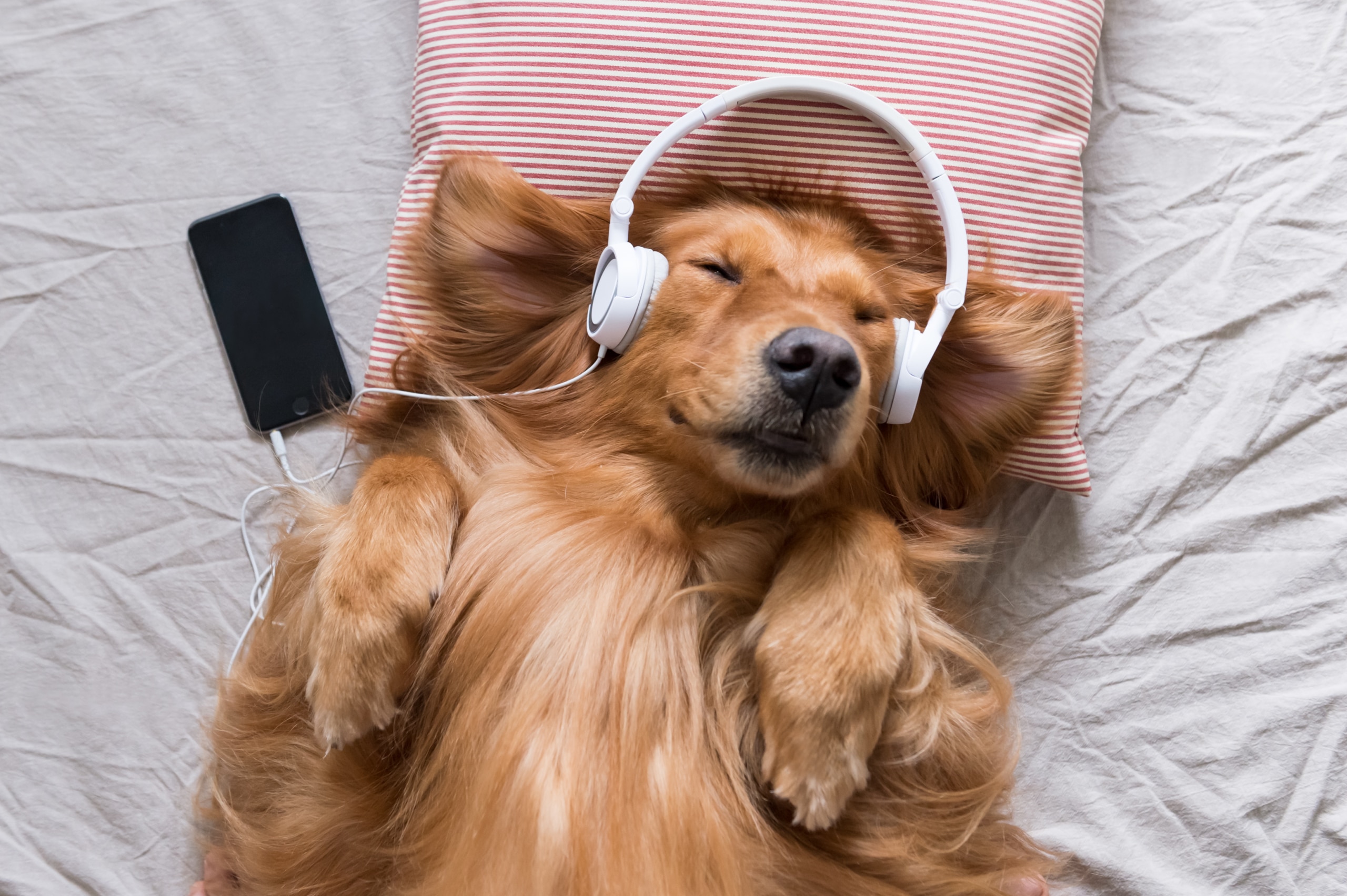 Golden retriever laying on back with headphones over ears